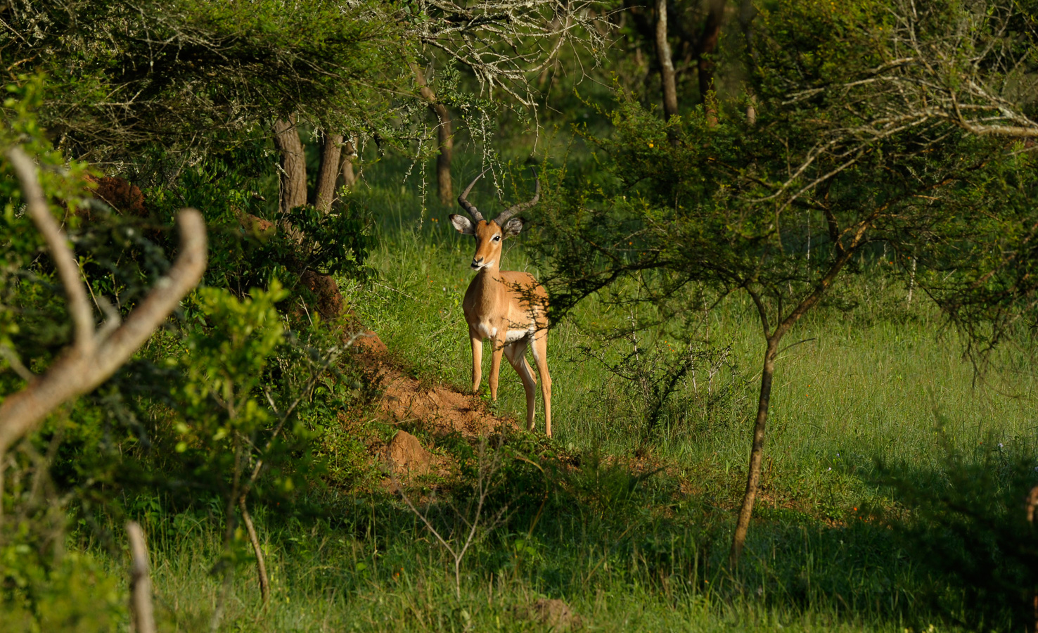 Aepyceros melampus [400 mm, 1/500 sec at f / 8.0, ISO 400]